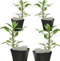 Live Epazote Plant/Mexican Tea. Year's Supply. Family+Friends Pack. Helps Immunity, Digestion, Metabolism. Flavorful, Pungent, Fresh, Edible. Easy Grow. Indoor/Outdoor. (4 Epazote in Cup)