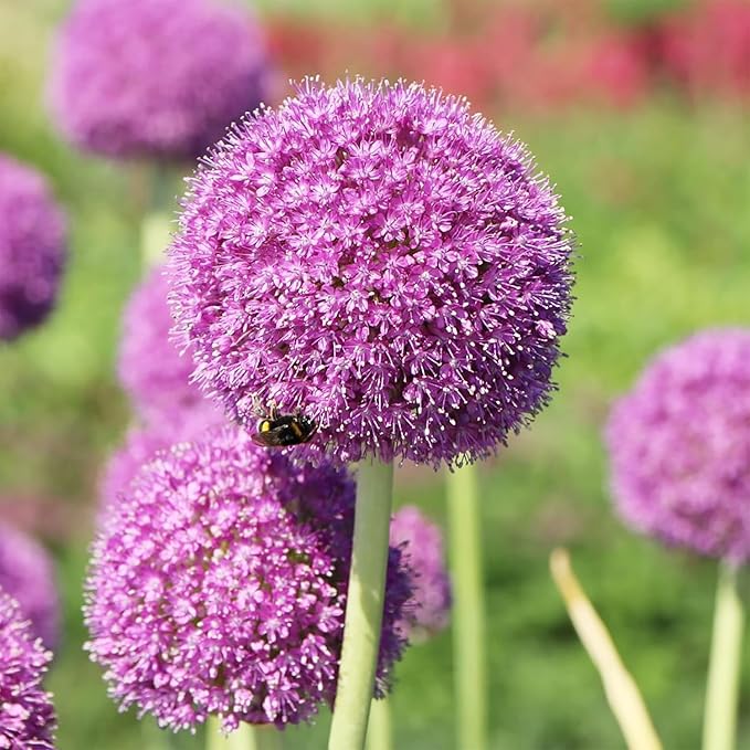 Allium Giganteum Seeds for Planting - 300+ Ornamental Onion Rabbit & Deer Resistant Drought Tolerant Perennial Flower Seeds