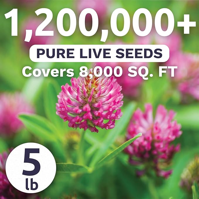 Red Clover - Bulk 5 Pounds - 1,200,000 Flower Seeds for Planting - Trifolium pratense