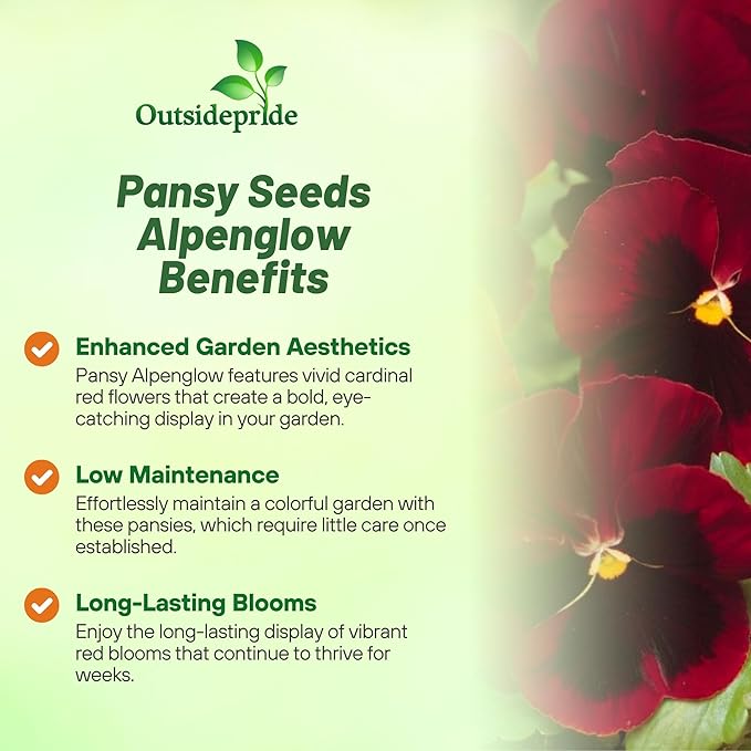 Outsidepride Red Alpenglow Viola Pansy Seeds for Planting - 1,000 Pcs. Biennials, Trailing, Cold-Hardy & Pollinator Friendly Flowers with Fragrant Blooms for Garden Beds, Borders & Container Displays