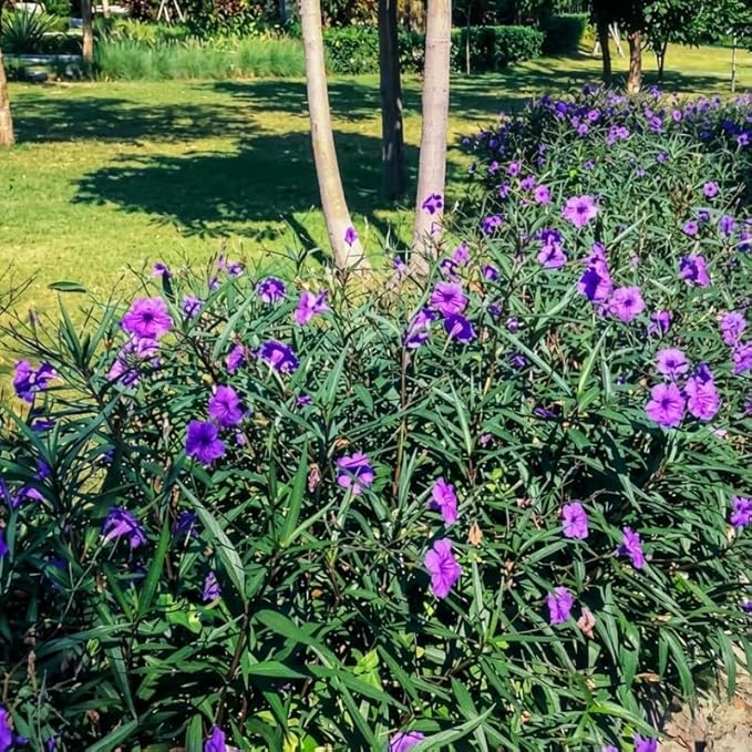 Set 6 Dwarf Blue Mexican Petunia Plants Live, Perennial Outdoor Growing, Startrer Size 4-6" in Tall, Long Blooming Season, Landscapes, Borders, Ground Cover