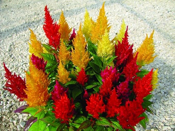 22Day Seeds: Seeds Plumed Cockscomb Mix/Celosia/Includes Variety Crested West Indian Toreador/Annual Flowers