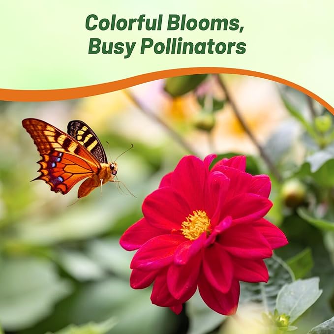 Outsidepride Opera Violet Dahlia Seeds for Planting - 400 Pcs Annual, Easy to Grow, Season-Long Flower Seeds with Colorful Blooms for Containers, Pots, Borders, & Gardens, Suitable as Cut Flower