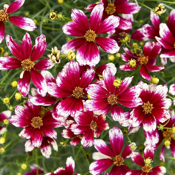200+Coreopsis Flower Seeds for Planting Outdoor- Perennial Coreopsis Plains Seeds Plant to Wildflower Garden- Non-GMO Heirloom