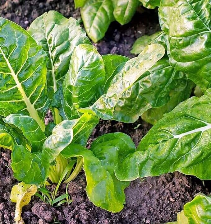 100 + Pcs Seeds Swiss Chard Collection for Planting - Individual Packets of Red Ruby Swiss Chard & Perpetual Spinach Swiss Chard - Non-GMO Heirloom (Perpetual Spinach Swiss Chard)