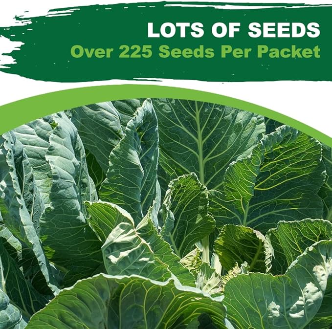 TKE Farms & Gardens - Georgia Southern Collard Green Seeds for Planting, 2 Grams, 225 Seeds, Non-GMO, Heirloom, Perfect Winter & Fall Vegetable Seeds, Includes Instructions, Brassica oleracea