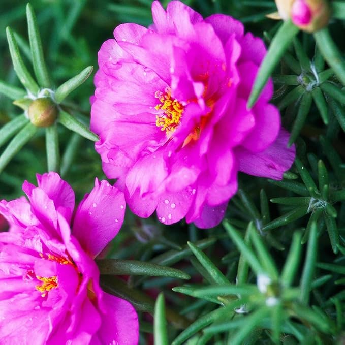 Mixed Moss Rose Seeds 1000 Seeds ‘Portulaca Grandiflora’ Flowers for Bonsai Garden Balcony Heat Drought Tolerant Fast-Growing Ground Cover Low-Maintenance