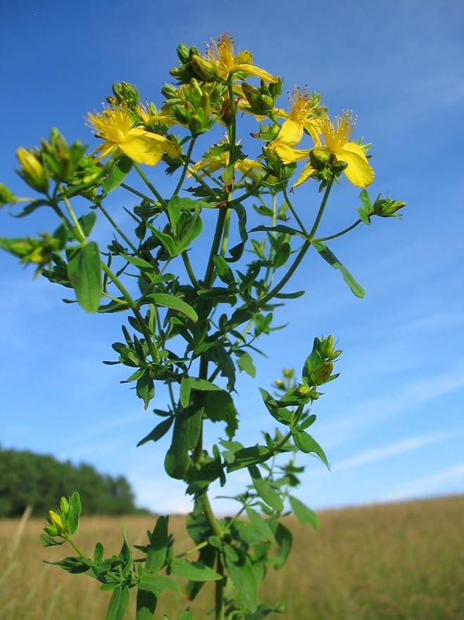 SeedsUP - 1500+ Seeds St. John's Wort - Herb Yellow