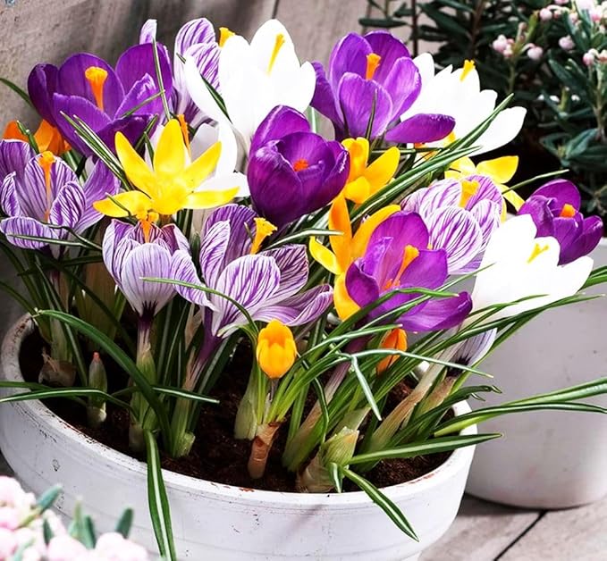Mixture Crocus Bulbs White Yellow Purple Lilac Green Fall Plant Spring Bloom Large-Flowering Crocus Species Botanical Size 6+ (10, Mix Color)
