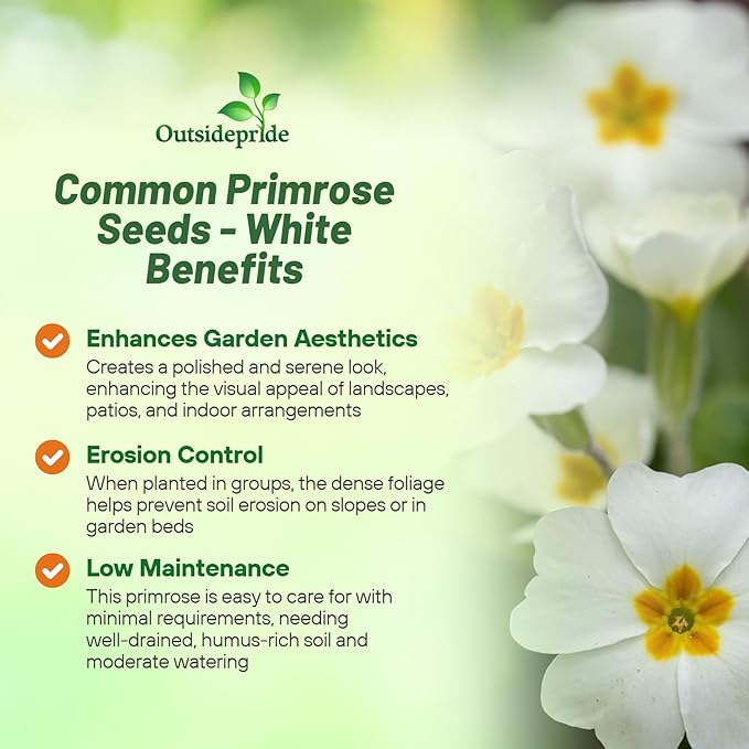 Outsidepride White Common Primrose Seeds - 200 Pcs Perennial, Hardy, Easy to Grow & Low Maintenance Flower Seeds for Planting Vibrant Soft Blooms, for Containers, Borders & Erosion Control