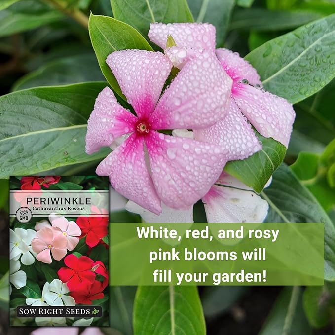 Sow Right Seeds - Periwinkle (Catharanthus roseus) Flower Seeds for Planting - Non-GMO Heirloom Packet with Instructions to Plant in Your Home Garden - Colorful Favorite - Attract Pollinators (1)