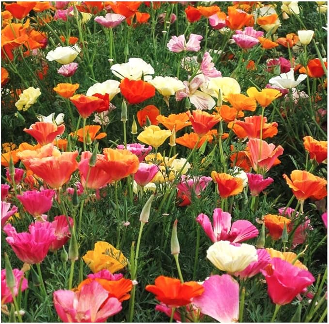 Mission Bells - California Poppy Mix Seeds - Approximately 3,200 Seeds