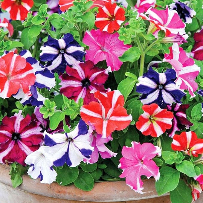 KIRA SEEDS - Seeds Petunia Starfall F1 Mix - Annual Flowers for Planting - GMO Free