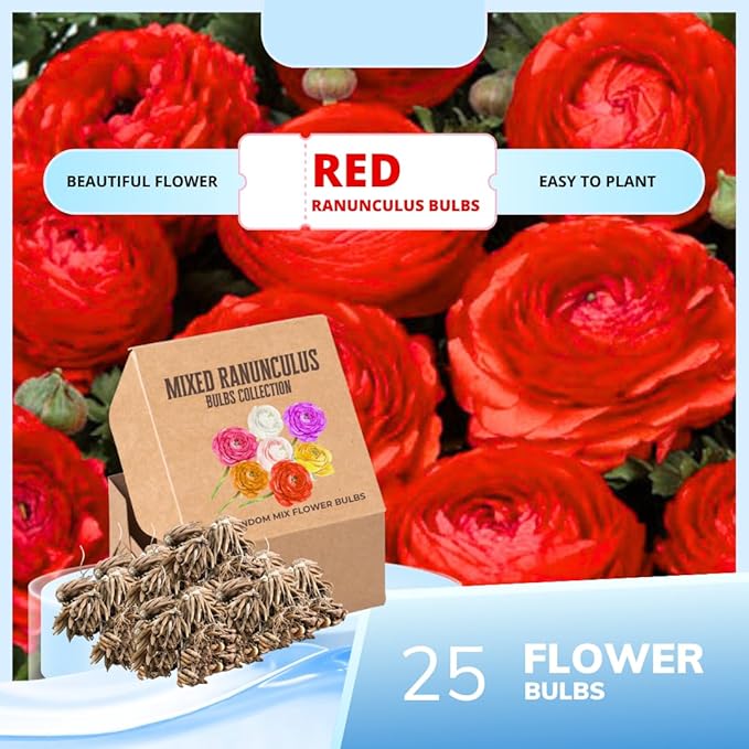 Pack 25 Ranunculus Bulbs for Planting, Red Ranunculus Corms, Butterfly Ranunculus Flowers Bulbs to Grow, Peony Buttercup Ranunculus
