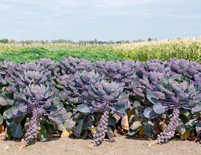 Brussels Sprouts Rosella Purple Seeds Heirloom Vegetable for Planting Non GMO 100 Seeds