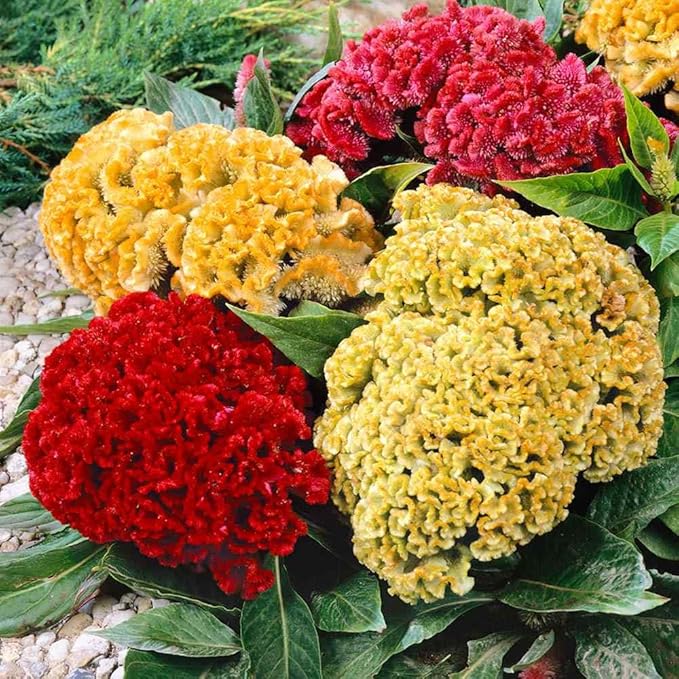 Mix Cockscomb Seeds for Planting - 300+ Celosia Cockscomb Seeds Dwarf Flower Seed Non-GMO Seeds Exotic Flowers Garden Outdoor