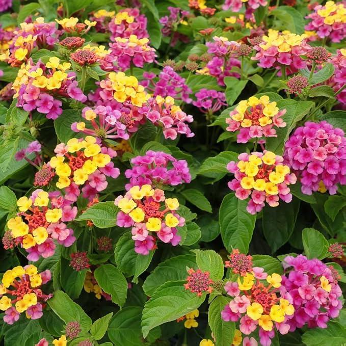 300+ Lantana Flower Seeds – Colorful Perennial Mix, Attracts Butterflies & Hummingbirds, Drought & Heat Tolerant, Long-Blooming Garden Flowers for Outdoor Planting