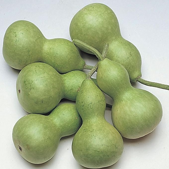 Bottle Gourd Seeds 1 Lb ~3,008 Seeds – High-Yield, Fast-Growing – Heat & Drought Tolerant – Ideal for Home Gardens & Farms – Great for Cooking & Crafting – Non-GMO, Open-Pollinated