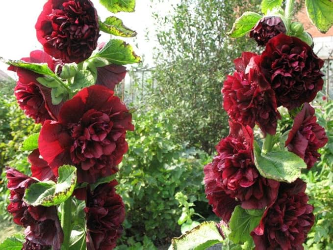 NIKA SEEDS - Seeds Flowers Hollyhock Double Mix Perennial - 50 Seeds