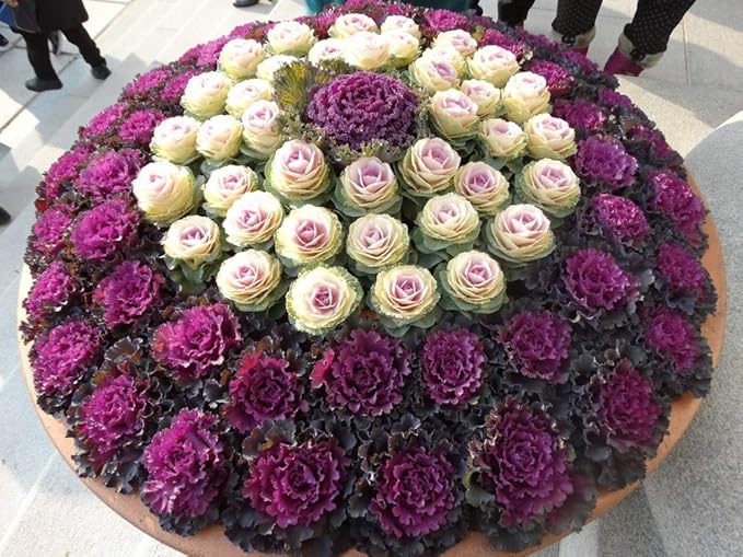 Seeds Vegetable Flowering Kale Mix (Ornamental Cabbage) Large Leaf - 50-100 Seeds