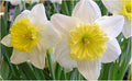 10 Ice Follies Narcissus Bulbs - Top Size Daffodil Bulbs