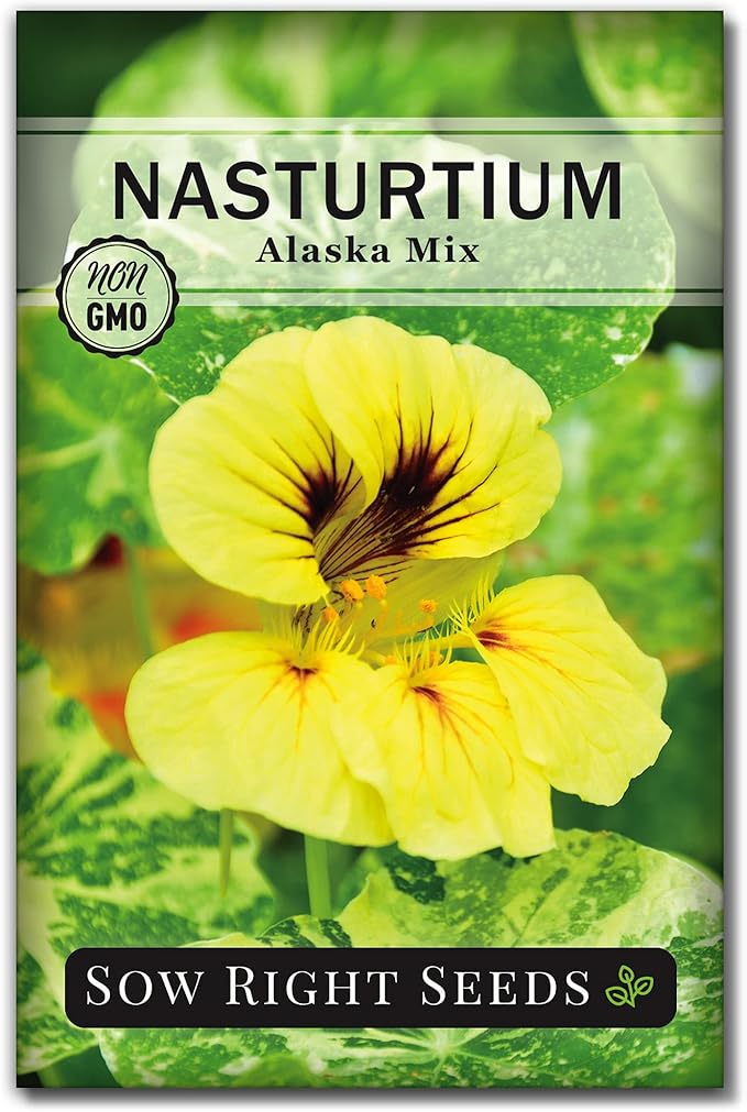 Sow Right Seeds - Dwarf Alaska Mix Nasturtium Seeds for Planting - Edible Flower - Non-GMO Heirloom Packet with Instructions to Plant in Your Garden - Warm Colored Blooms and Variegated Leaves (1)
