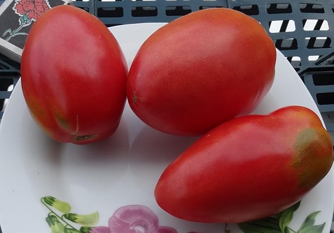 CEMEHA SEEDS Tomato"Like Pepper Form" Vegetable Heirloom Non-GMO