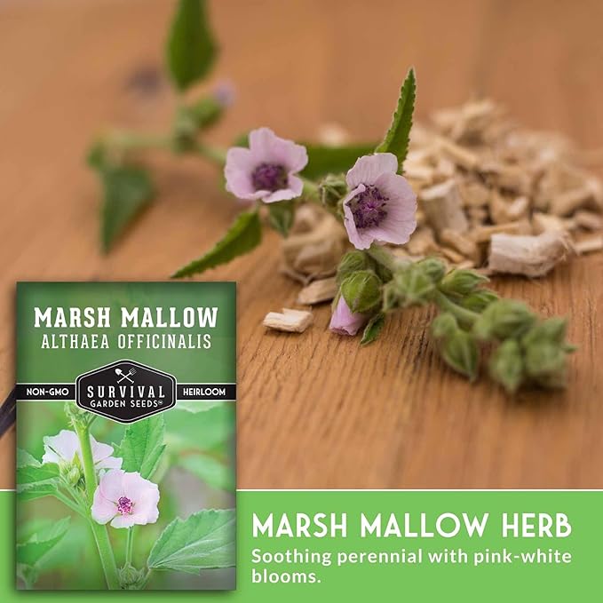 Marshmallow Seeds for Planting - Marsh Mallow Medicinal Herb, Althaea Officinalis, Traditional Root Plant for Herb Garden - Heirloom Non-GMO Open Pollinated - Survival Garden Seeds (5 Pack