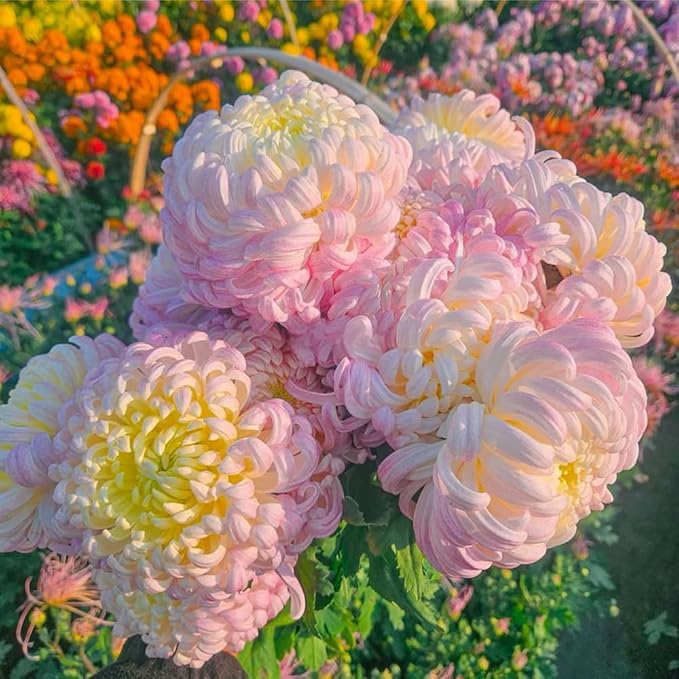 97+ Perennial Organic Mixed Mums Seeds for Planting- Rainbow Chrysanthemum Seeds - Hardy Garden Flower Seed Pots Non-GMO Heirloom for Garden Outdoor