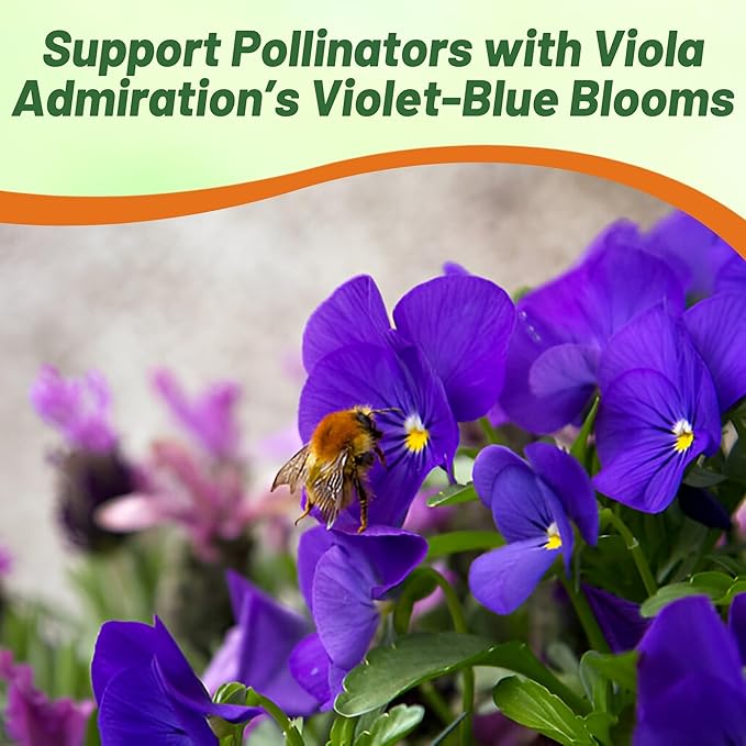 Outsidepride Admiration Viola Pansy Seeds for Planting - 2000 Pcs. Perennial, Cold-Hardy & Pollinator Friendly Flowers with Fragrant Blooms for Garden Beds, Borders & Container Displays