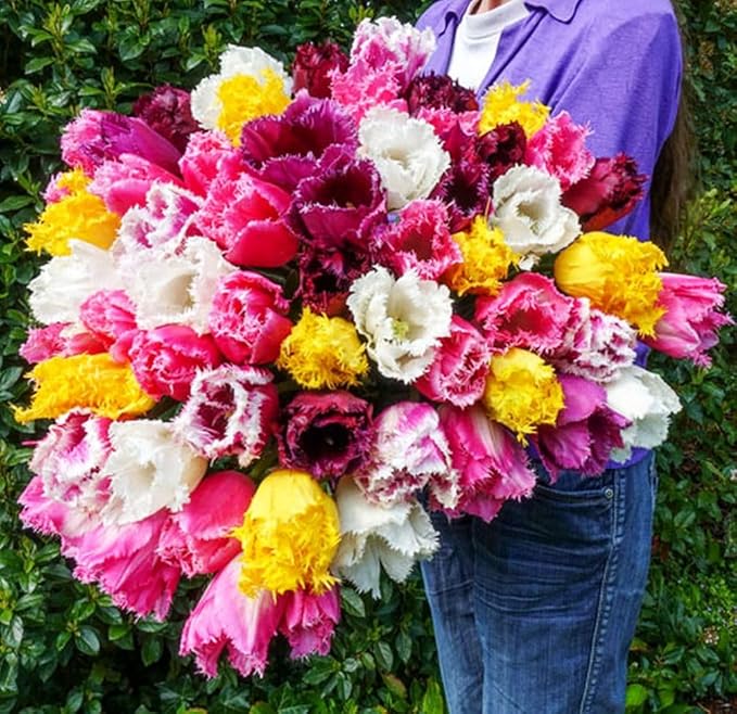 Tulipa Fringed Mixture Tulip Bulbs Size 11/12 for Planting - Plant in Fall, Winter or Early Spring (Fringed Mixture, 15, Count)