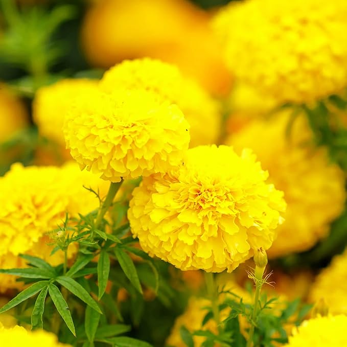 Park Seed Whopper Yellow Marigold Flower Seeds – Giant 4-Inch Fully Double Blooms, Botrytis-Tolerant and Sturdy, Long-Lasting Summer Color for Beds, Borders, or Containers – Pack of 25