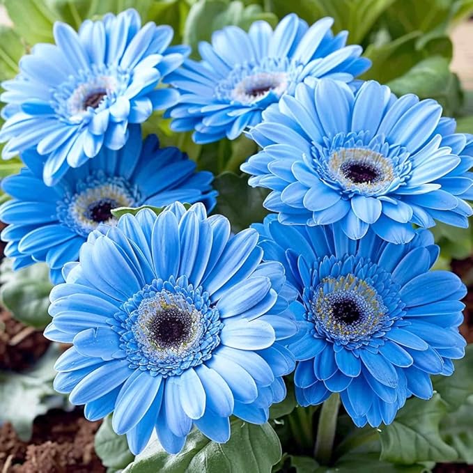500+ Perennial Gerbera Daisy Flower Plants Seeds for Planting Outdoor-Attracts Bees&Butterflies Fragrant Butterfly