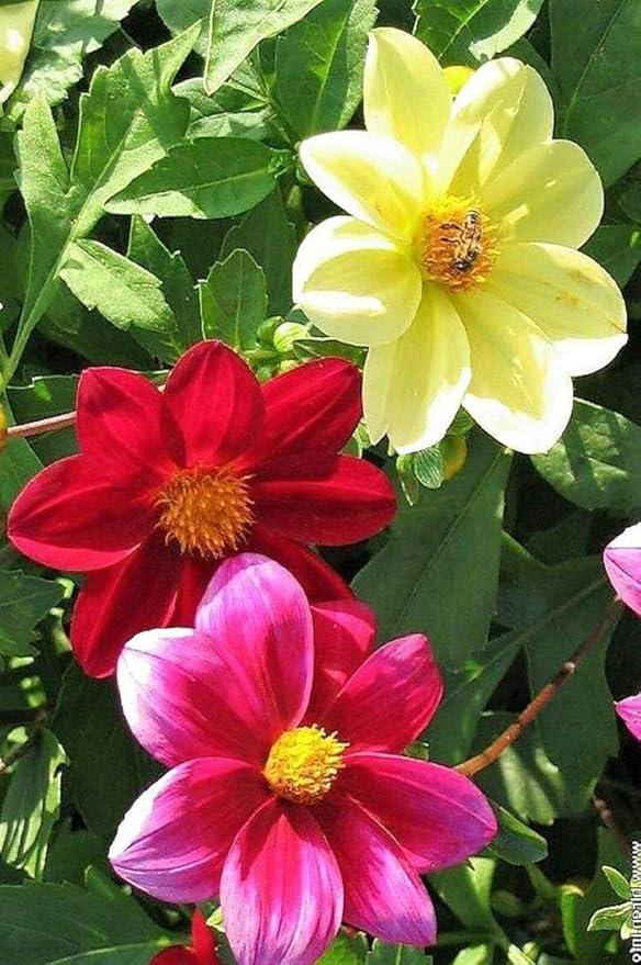 Seeds Flowers Dahlia Funny Guys Mix - 70 Seeds
