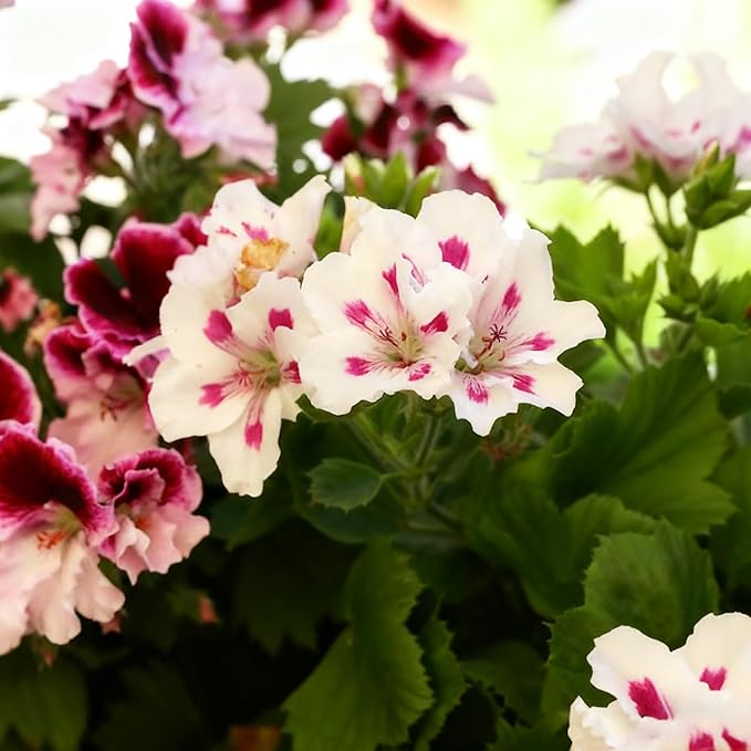 20 Mixed Geranium Seeds for Planting, Perennial Pelargonium Flower Seed, Heirloom Non-GMO Geranium Seeds for Small Garden Border, Home Outdoor