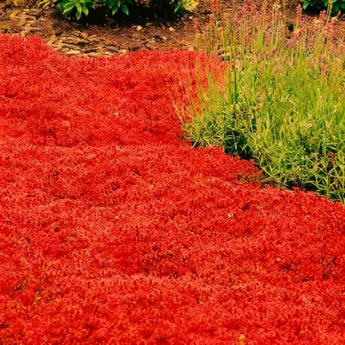 15000pcs Red Creeping Thyme Seeds Ground Cover,Thyme Seeds for Planting Indoors,Thymus Seed Perennial Flower Non-GMO Heirloom for Home Garden