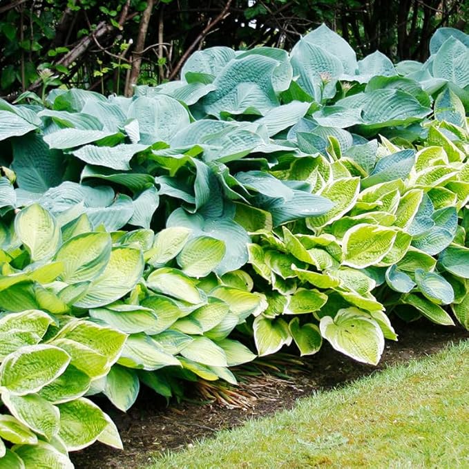 Mixed Hosta Pack - 6 Perennial Bare Roots