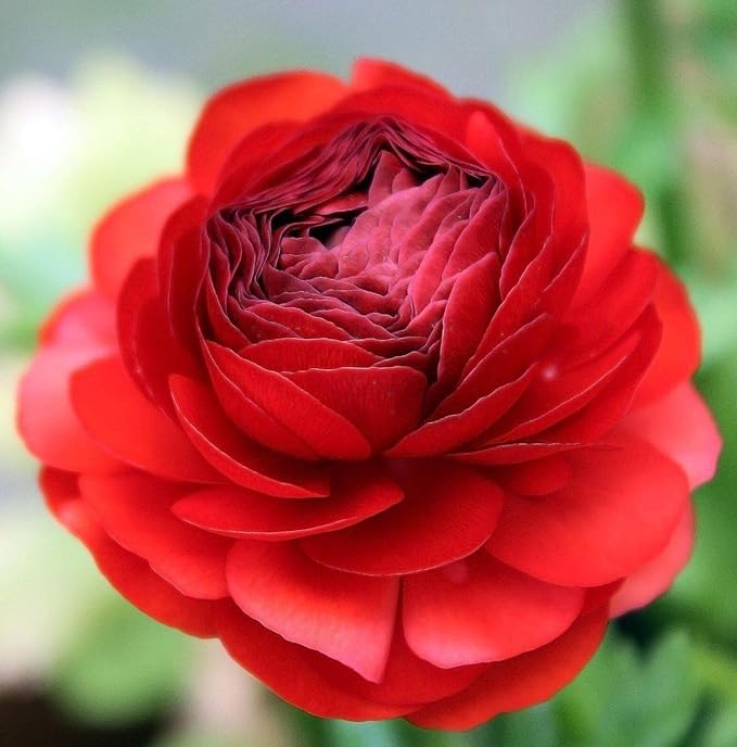 Mixed Peony Ranunculus Bulbs- Persian Buttercup -10 Corms Bulbs Flowering Blooms Perennial Bulbous Root Garden Plant (Red)