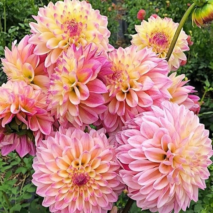 Perennial Labyrinth Dahlia Seeds 90pcs – Beautiful Pompon Style Blooms, Heirloom & Non-GMO – Perfect for Garden Beds, Borders & Cut Flowers