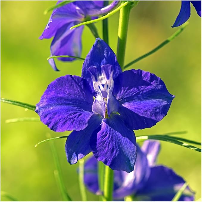 Seed Needs Deer Resistant Wildflower Seed Mix | 2 Ounce 30,000+ Seeds 22 Annual Perennial Species Open Pollinated | Bulk Seeds Mixed Color Blooms Annual Perennial Flowering Seed