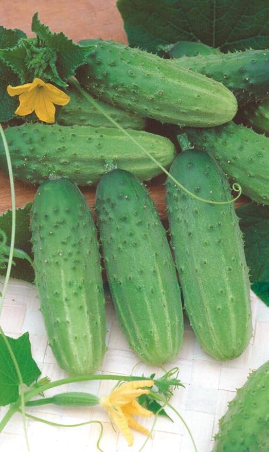 Seeds Rare Cucumber Titus F1 45 Days Vine Pickling Vegetable Non GMO