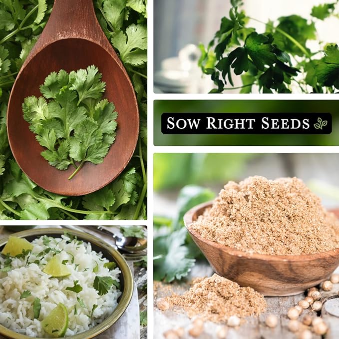 Sow Right Seeds - Cilantro Seeds for Planting - Non-GMO Heirloom Packet with Instructions to Grow a Kitchen Herb Garden - Great Addition to Your Cooking - Make Coriander Seasoning - Zesty Herb (3)