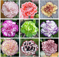 5000 Mixed Carnation Seeds for Planting - Clove Carnation Seed - Mixed Perennial Flowers, Non-GMO Open Pollinated, Dual Use for Gardens & Balconies