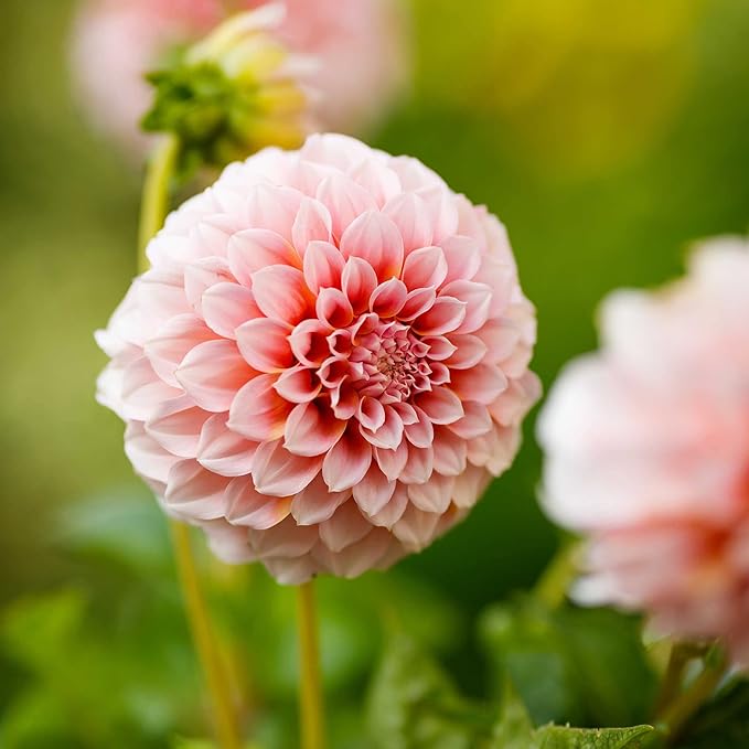 Eden Brothers Dahlia Bulbs (Decorative) - Peaches, Non-GMO Bulbs for Planting, 2 Bulbs | Low-Maintenance Flower Bulbs, Plant During Spring, Zones 8, 9, 10, 11