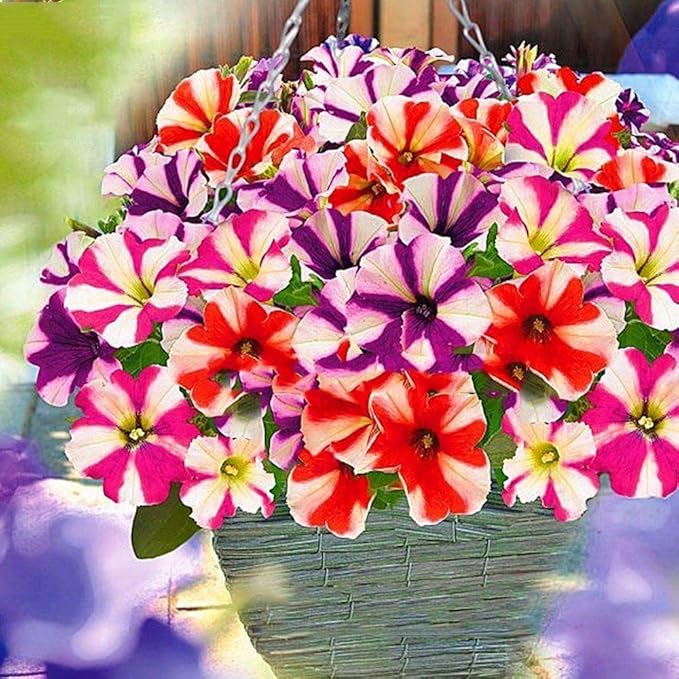 KIRA SEEDS - Seeds Petunia Starfall F1 Mix - Annual Flowers for Planting - GMO Free