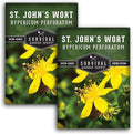 St. John's Wort Seeds for Planting - 2 Packets with Instructions to Plant & Grow Beneficial Perennial Herbs in Your Home Herb Garden - Non-GMO Heirloom Variety - Survival Garden Seeds