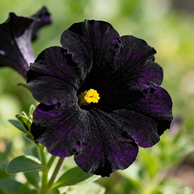 300+ Petunia Seeds for Planting, Black Petunia Flowers Seeds Garden Hanging Baskets Flowers, Annual Plant Seed for Garden Yard Potted Decoration