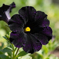 300+ Petunia Seeds for Planting, Black Petunia Flowers Seeds Garden Hanging Baskets Flowers, Annual Plant Seed for Garden Yard Potted Decoration
