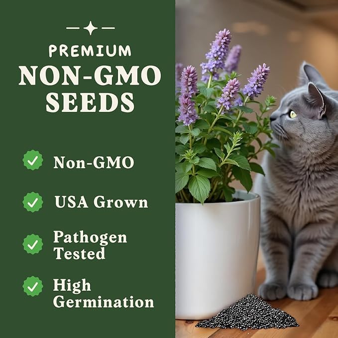 Seedboy Catnip Seeds for Planting Indoor and Outdoor, Non-GMO Herb Seed Packet for Hydroponic Garden Indoor or Planting Outdoors (Catnip)