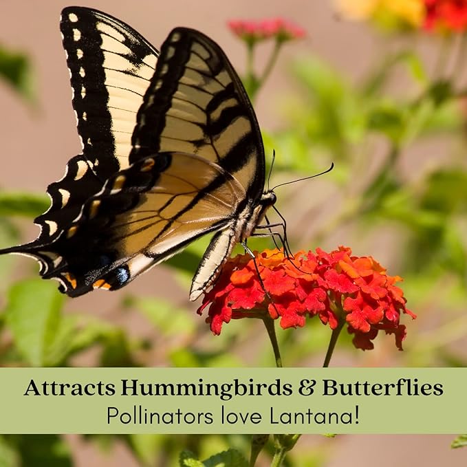 Clovers Garden Lantana Camara Flowers – Two (2) Live Plants Non-GMO - Not Seeds - Each 4" to 8" Tall – in 4" Inch Pots - Natural Mosquito Garden - Attract Hummingbirds & Butterflies, Assorted Colors